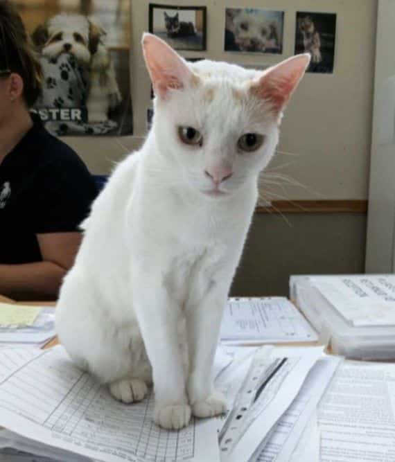 After 433 days, the unwanted cat is finally adopted 3