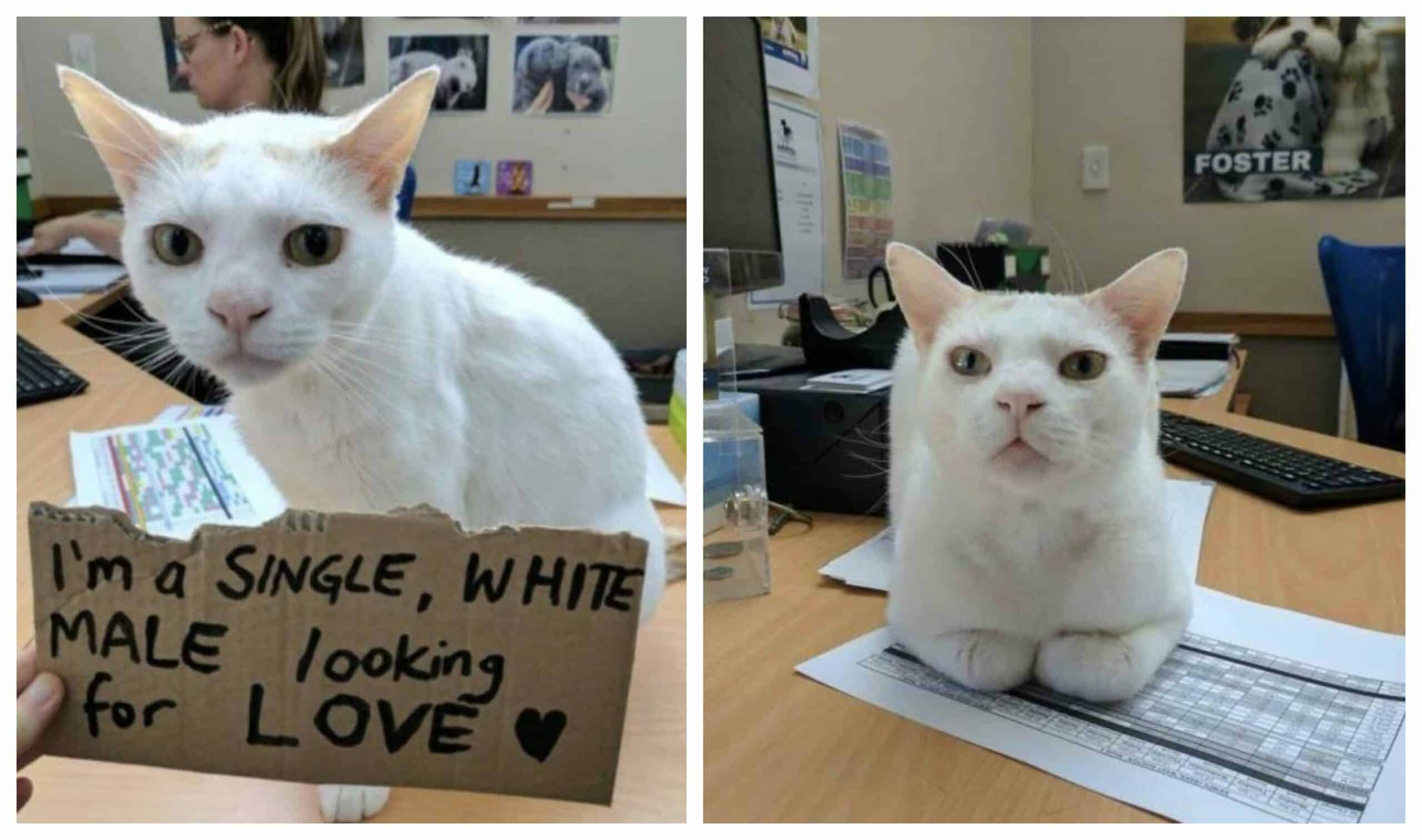 After 433 days, the unwanted cat is finally adopted