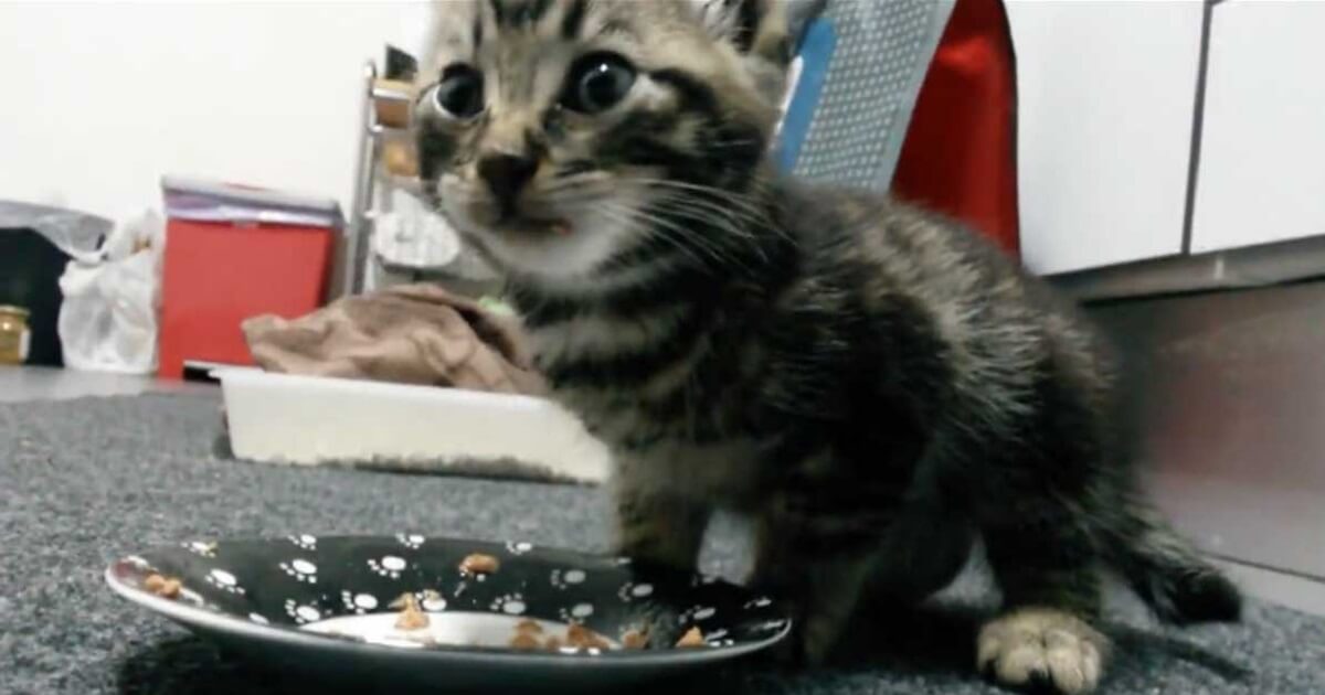 After being rescued from the streets a tiny kitten takes a bite out of his first meal 1