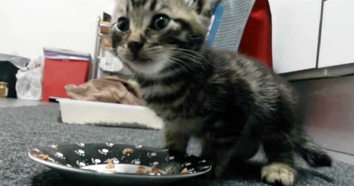 After being rescued from the streets a tiny kitten takes a bite out of his first meal