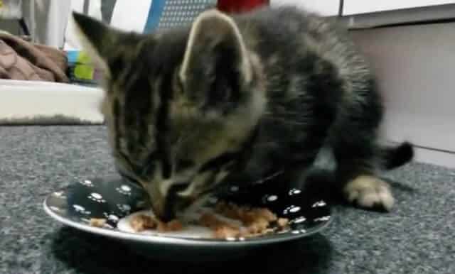 After being rescued from the streets a tiny kitten takes a bite out of his first meal 2