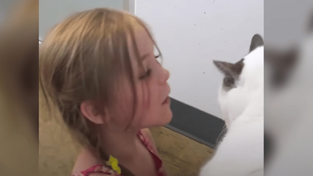 After three years away a young girl reunites with her beloved cat 1