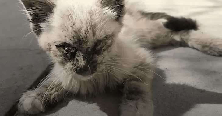 Before she finds a loving home, a rescued cat is only skin and bones 1