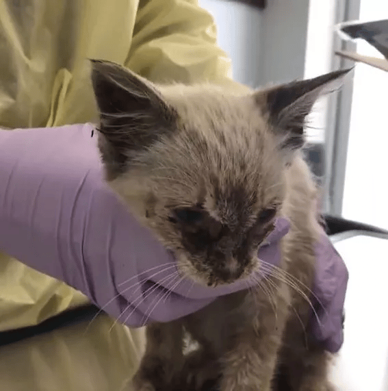Before she finds a loving home, a rescued cat is only skin and bones 3