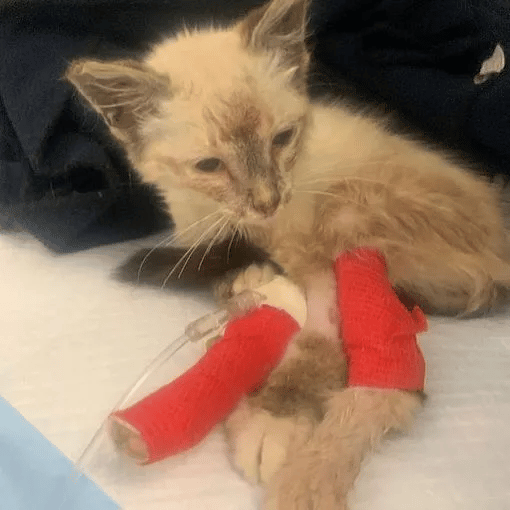Before she finds a loving home, a rescued cat is only skin and bones 4