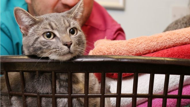 Bobby the Kitten Survives 60C Washing Machine Cycle 1