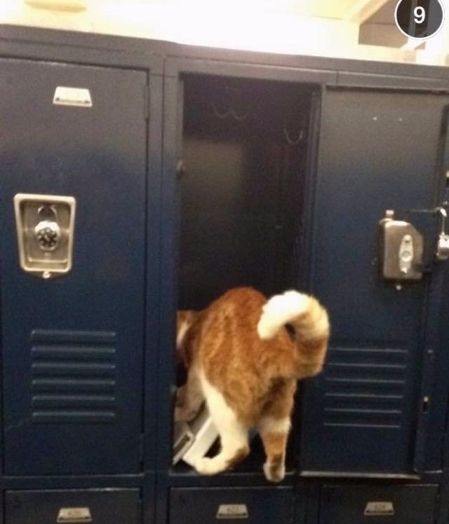 Cat Has His Own Student Because He Loves School So Much... 6