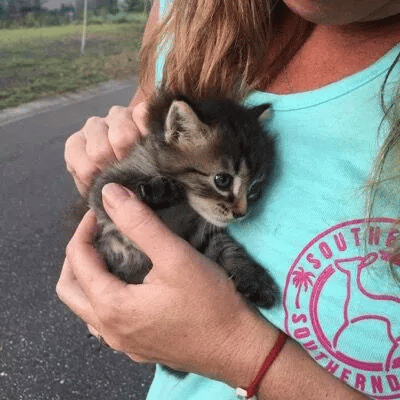 Cat Is Rescued by Couple from the Woods and Finds Her Forever Home 1