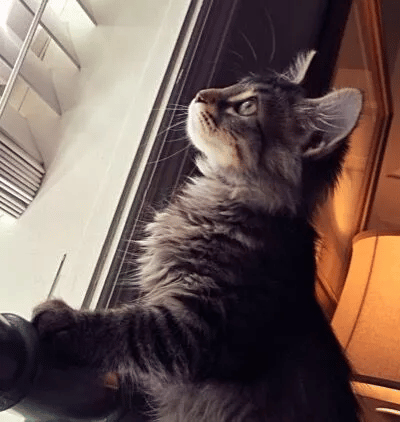 Cat Is Rescued by Couple from the Woods and Finds Her Forever Home 10