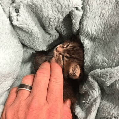 Cat Is Rescued by Couple from the Woods and Finds Her Forever Home 2