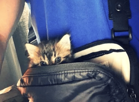 Cat Is Rescued by Couple from the Woods and Finds Her Forever Home 7