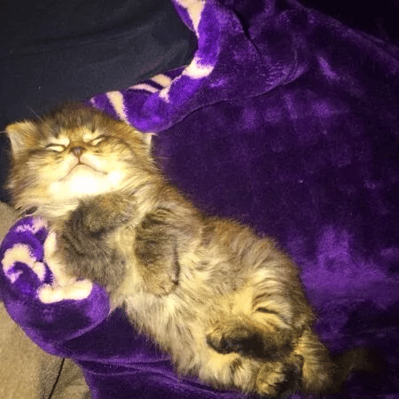 Cat Is Rescued by Couple from the Woods and Finds Her Forever Home 8