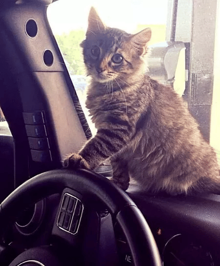 Cat Is Rescued by Couple from the Woods and Finds Her Forever Home 9