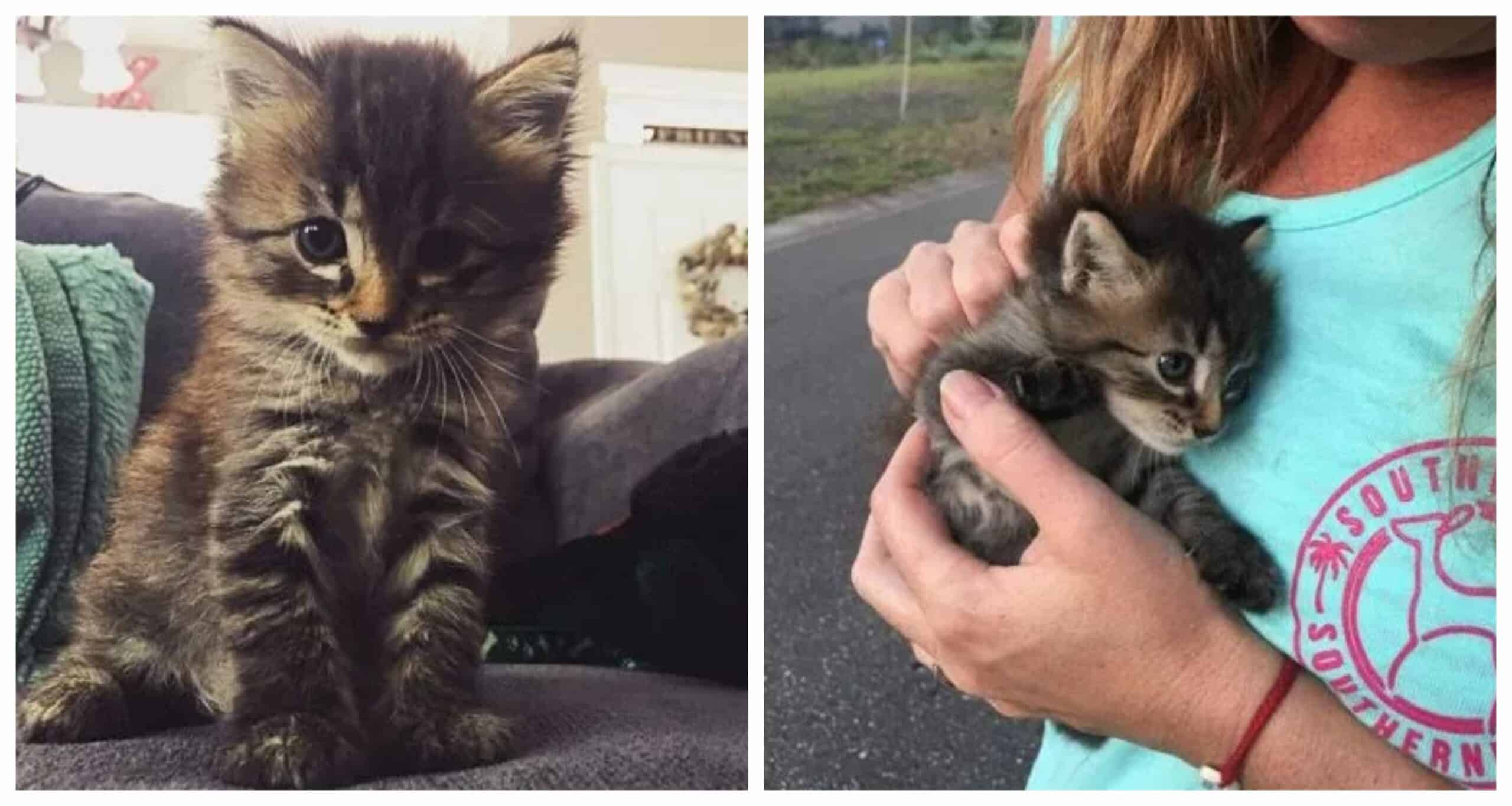 Cat Is Rescued by Couple from the Woods and Finds Her Forever Home