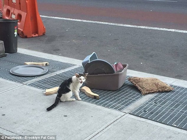 Cat Left Alone on the Street Corner with a Litter Box 1