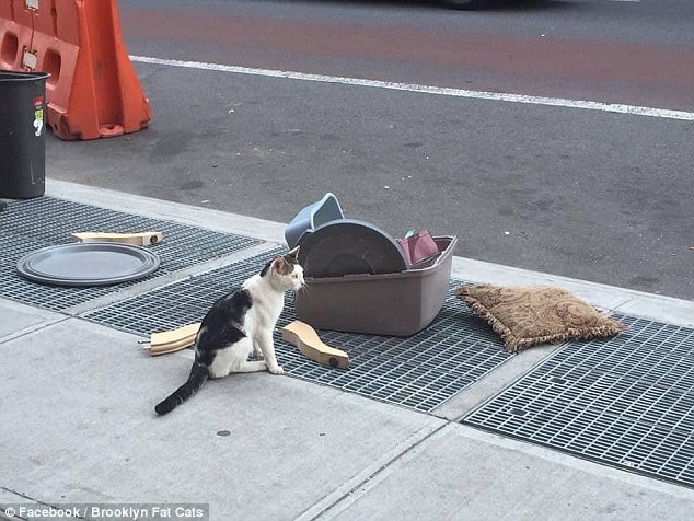 Cat Left Alone on the Street Corner with a Litter Box 2