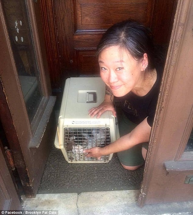 Cat Left Alone on the Street Corner with a Litter Box 3