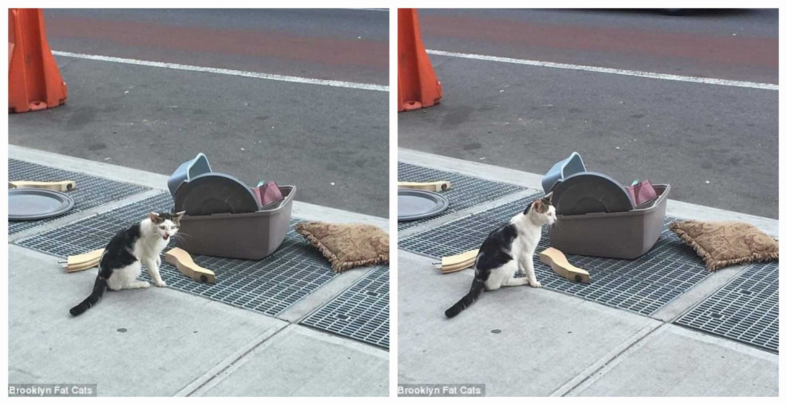 Cat Left Alone on the Street Corner with a Litter Box