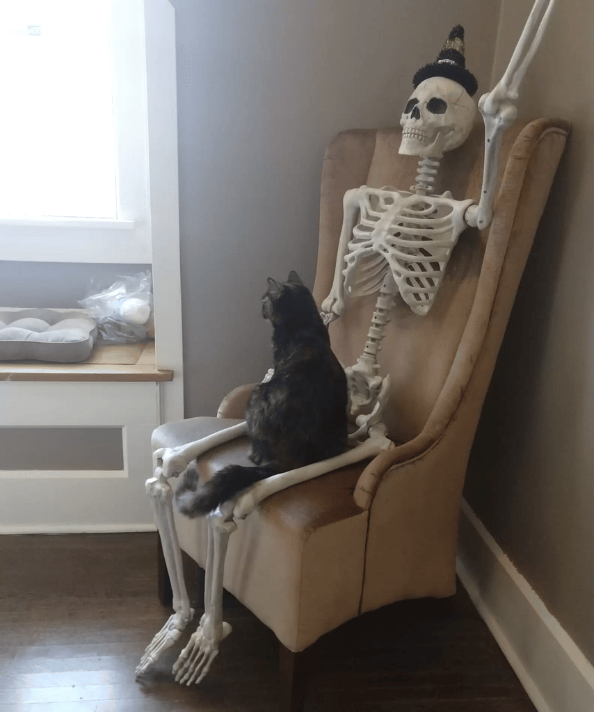 Cat Makes Friends With A Halloween Skeleton 1