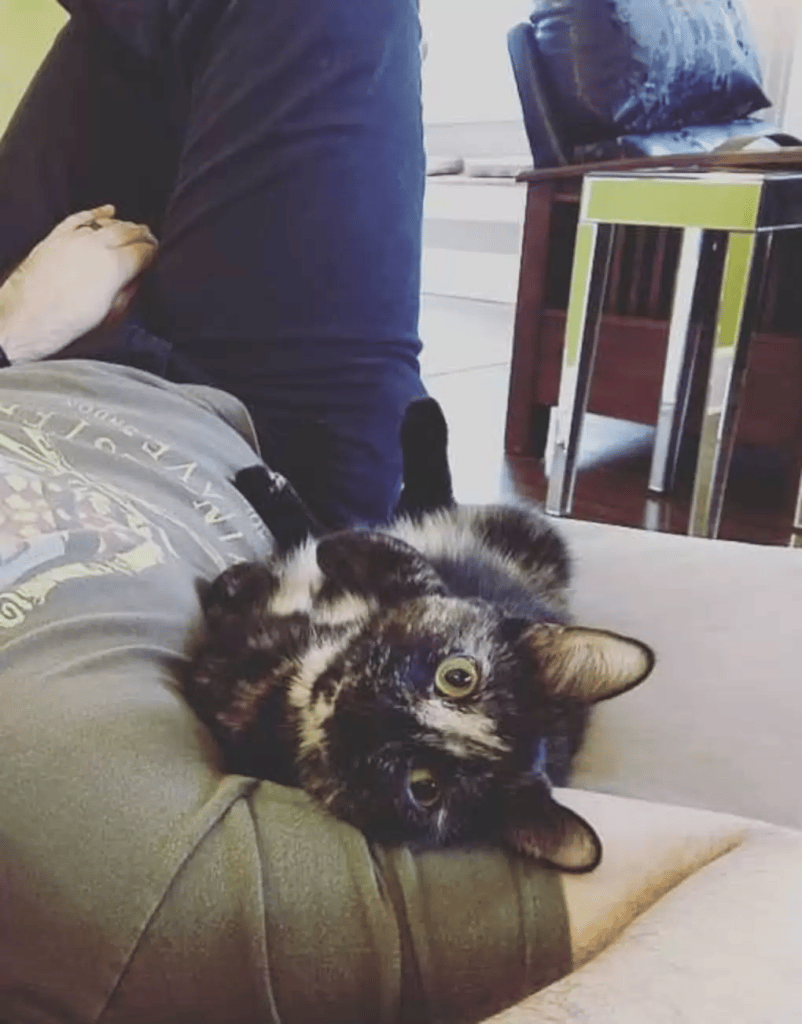 Cat Makes Friends With A Halloween Skeleton 2