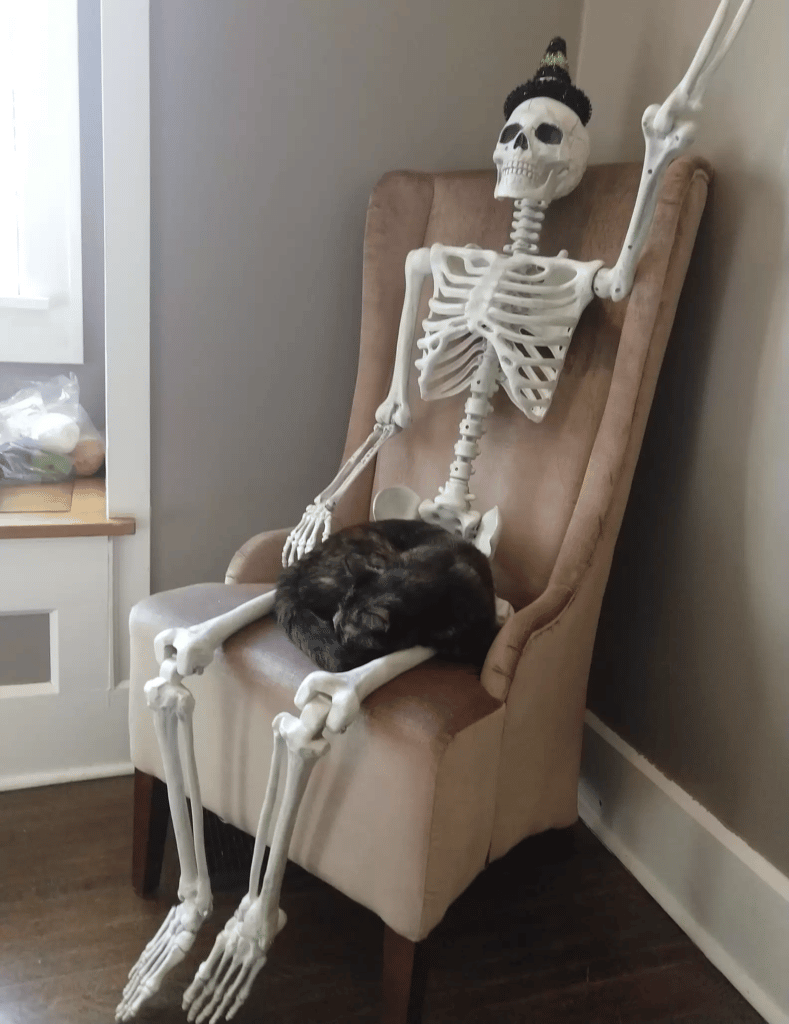 Cat Makes Friends With A Halloween Skeleton 3