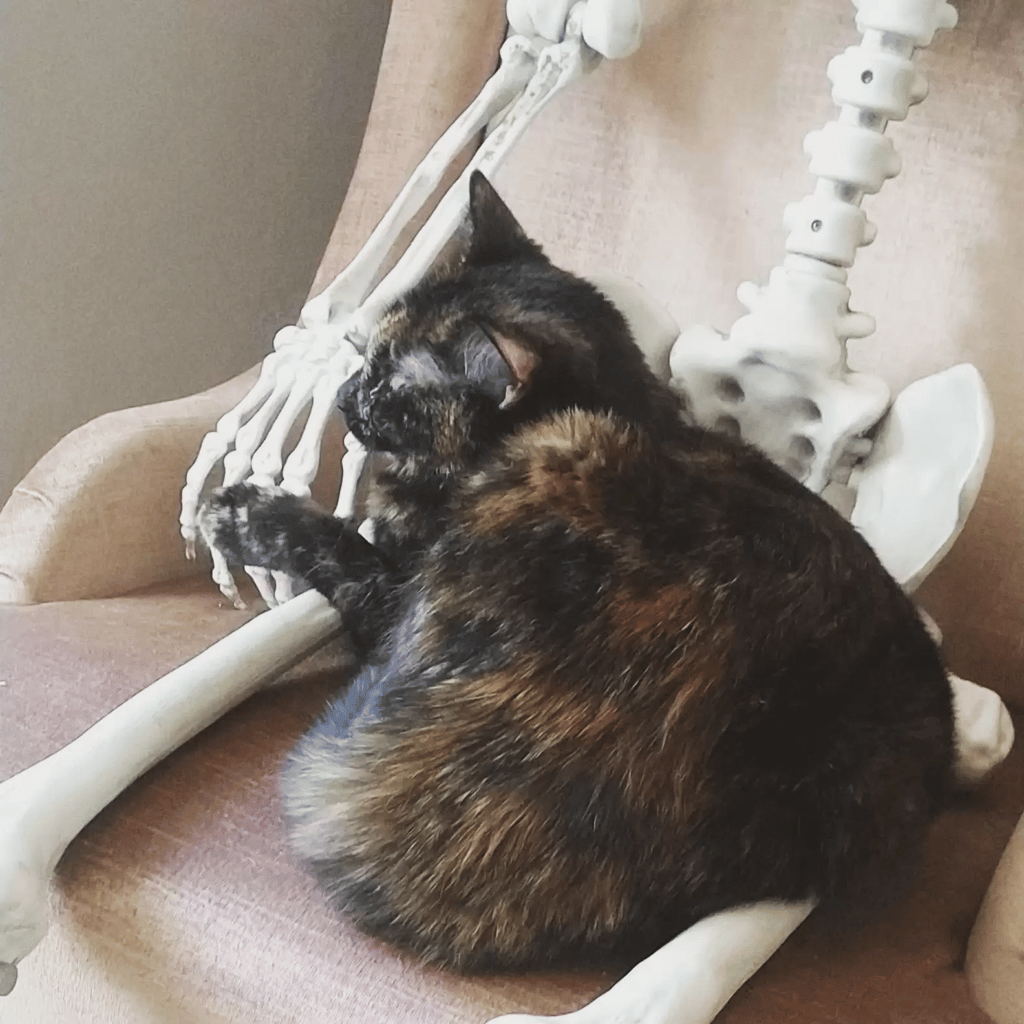 Cat Makes Friends With A Halloween Skeleton 4