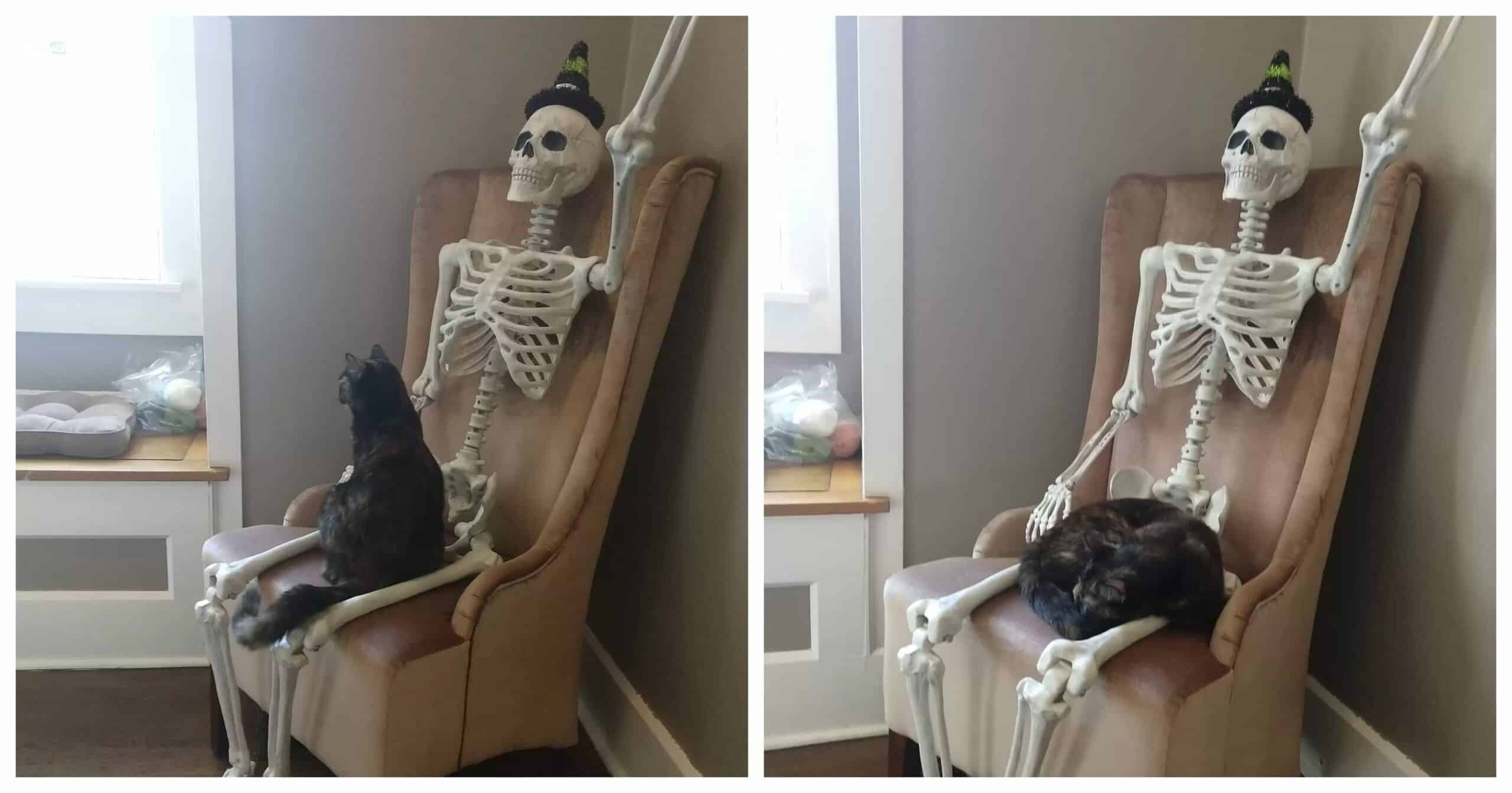 Cat Makes Friends With A Halloween Skeleton