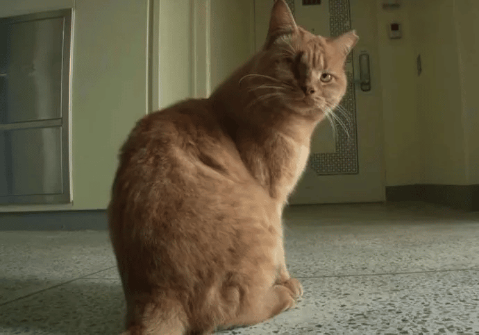 Cat Waits for the Elevator Doors to Open in the Hope of Seeing His Former Human 1