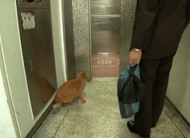 Cat Waits for the Elevator Doors to Open in the Hope of Seeing His Former Human 2