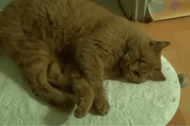 Cat Waits for the Elevator Doors to Open in the Hope of Seeing His Former Human 3