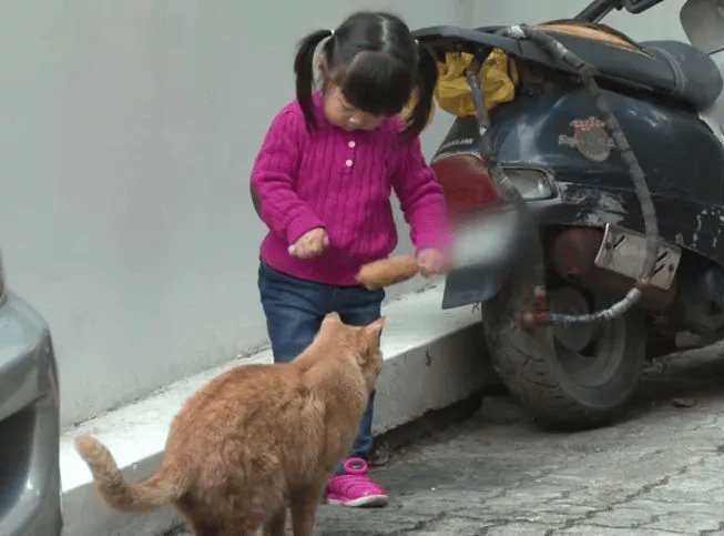 Cat Waits for the Elevator Doors to Open in the Hope of Seeing His Former Human 4