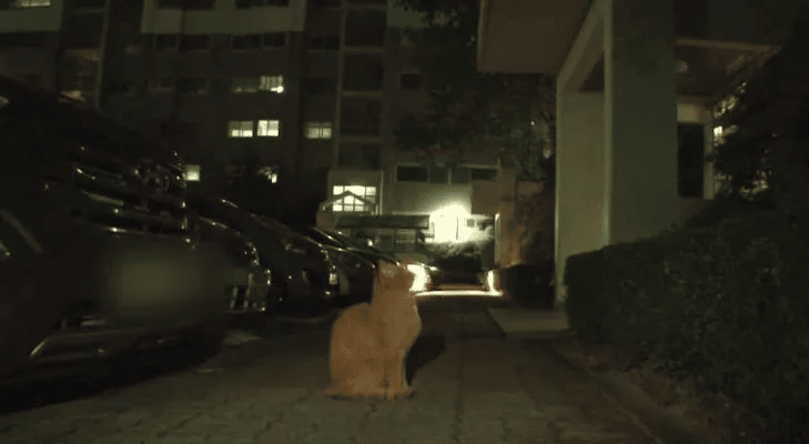 Cat Waits for the Elevator Doors to Open in the Hope of Seeing His Former Human 5