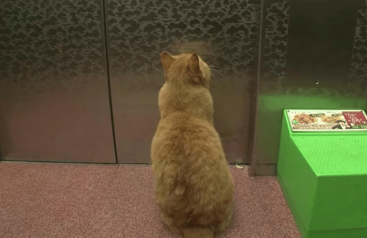 Cat Waits for the Elevator Doors to Open in the Hope of Seeing His Former Human 6