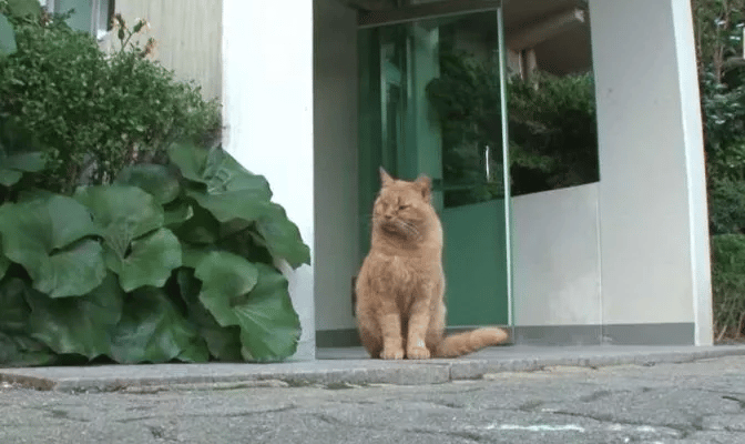 Cat Waits for the Elevator Doors to Open in the Hope of Seeing His Former Human 7