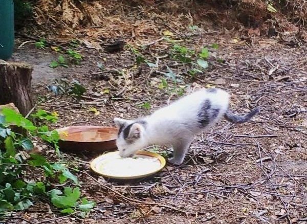 Cat With No Back Legs Amazes People With Never-Ending Energy