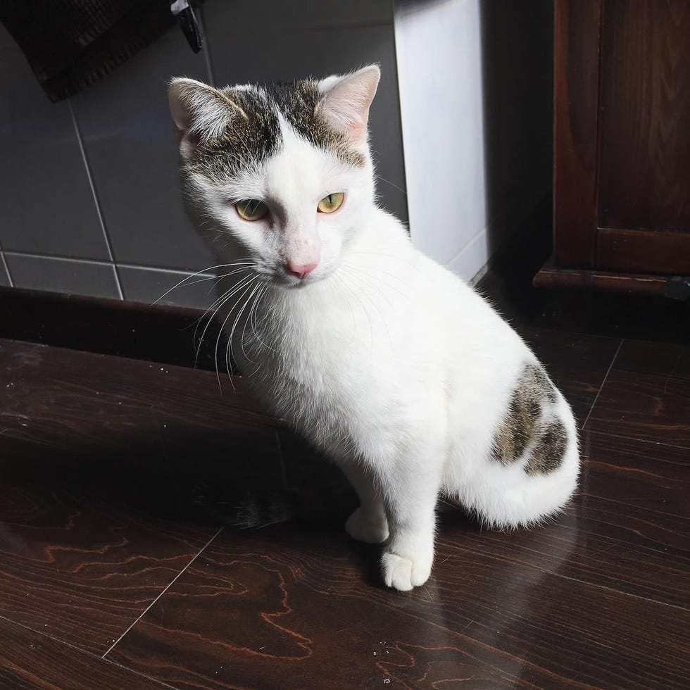 Cat With No Back Legs Amazes People With Never-Ending Energy 5