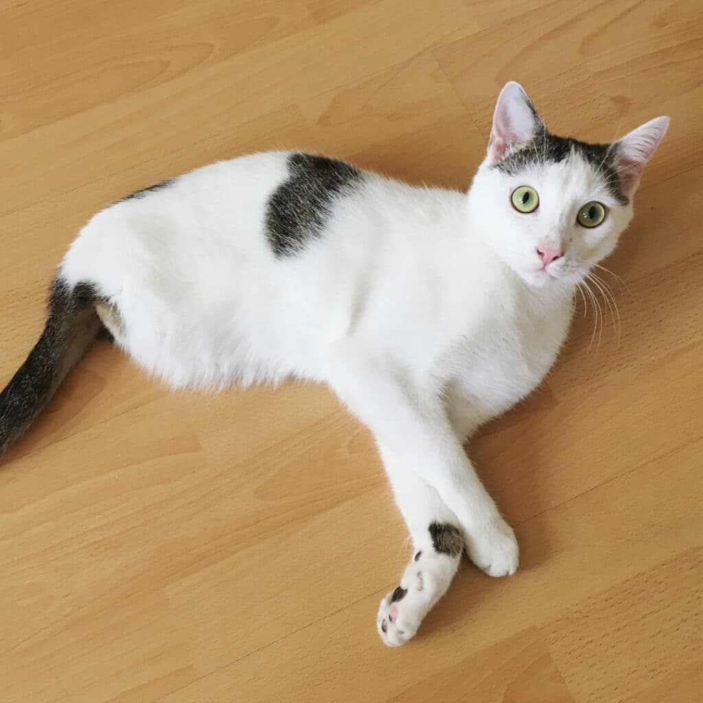 Cat With No Back Legs Amazes People With Never-Ending Energy 6