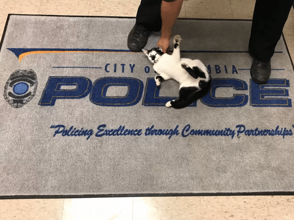 Cat continues to walk into the police station and hang out with the officers 1