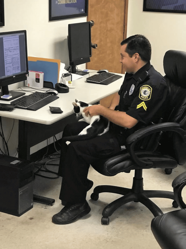 Cat continues to walk into the police station and hang out with the officers 2