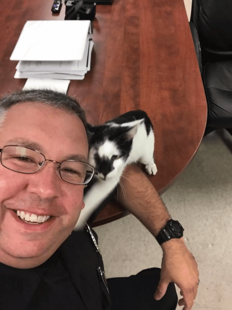 Cat continues to walk into the police station and hang out with the officers 3