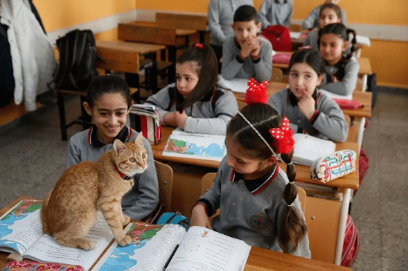 Cat enters third-grade class by accident and decides he will stay there forever 2