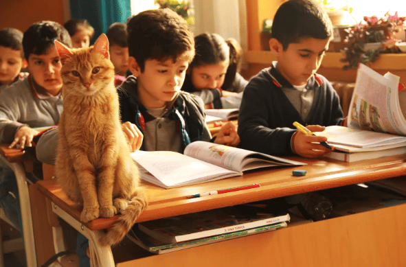 Cat enters third-grade class by accident and decides he will stay there forever 4