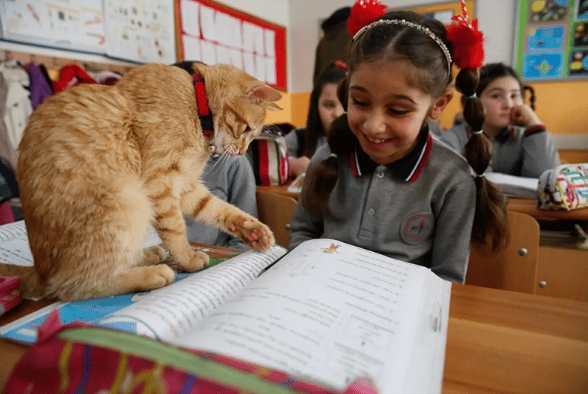 Cat enters third-grade class by accident and decides he will stay there forever 5