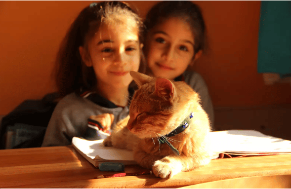 Cat enters third-grade class by accident and decides he will stay there forever 6