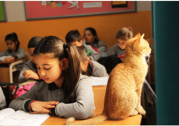 Cat enters third-grade class by accident and decides he will stay there forever 7