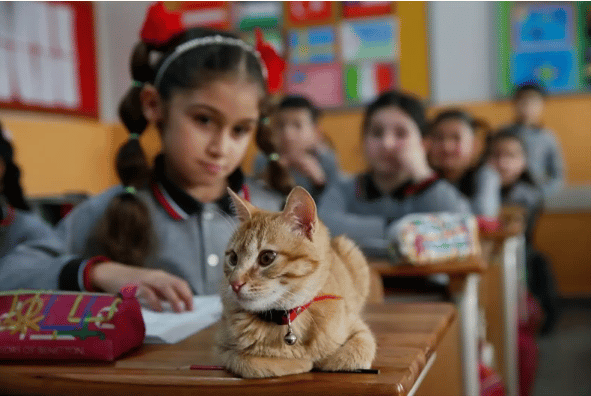 Cat enters third-grade class by accident and decides he will stay there forever 8
