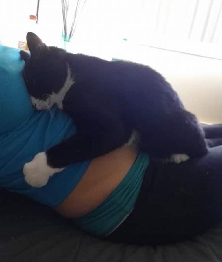 Cat fell in love with the baby bump and is now always protecting him 1