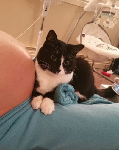 Cat fell in love with the baby bump and is now always protecting him 3