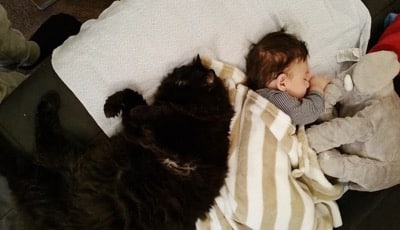 Cat fell in love with the baby bump and is now always protecting him 6