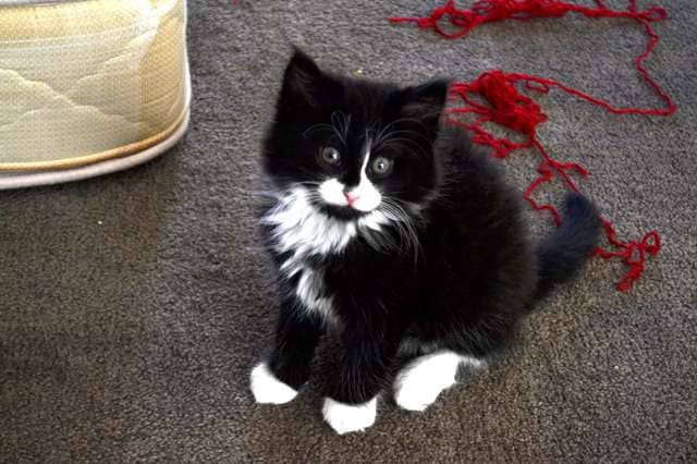 Cat meets Pillow who looks exactly like him and falls in love with him 2